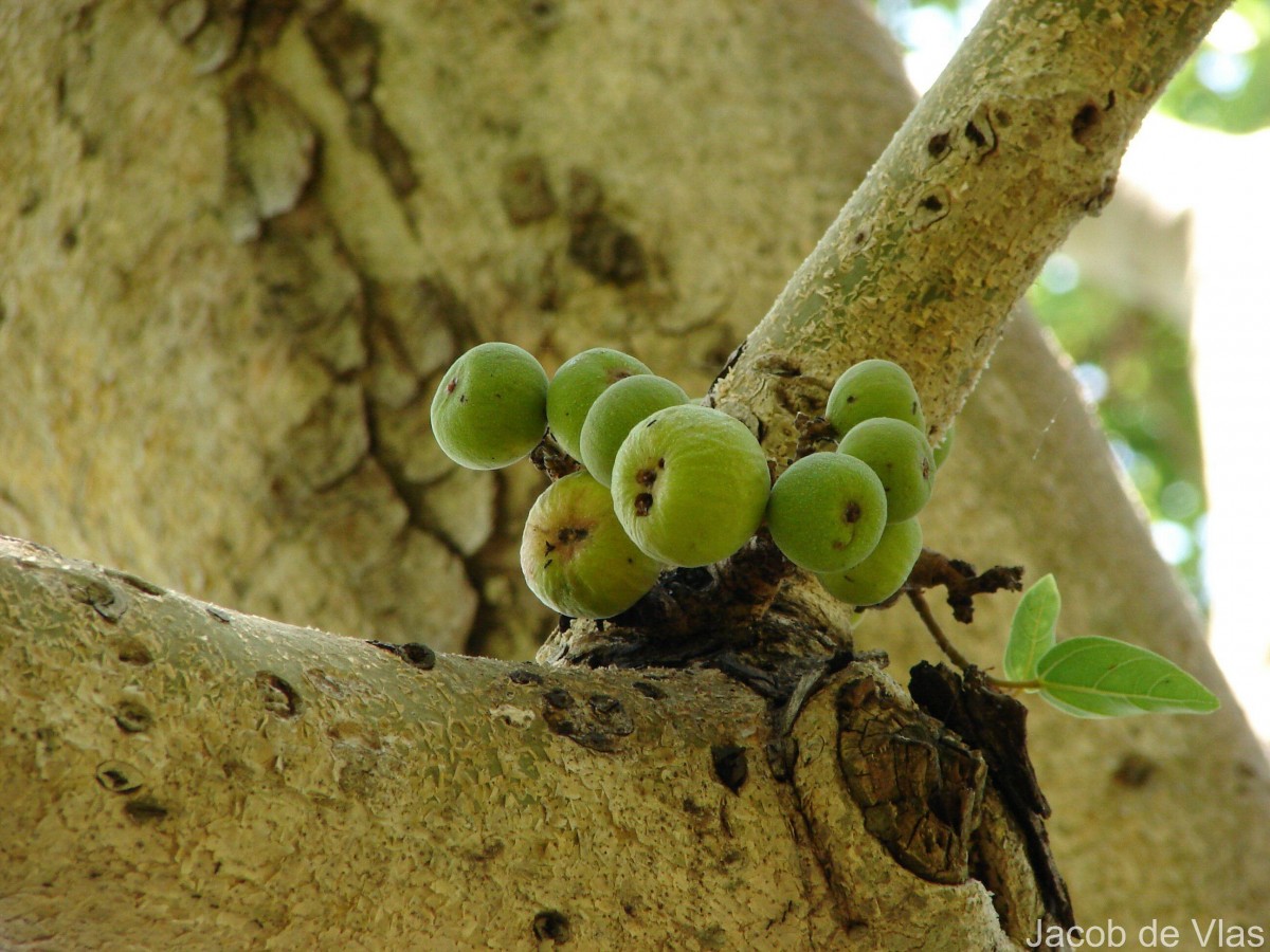 Ficus racemosa L.